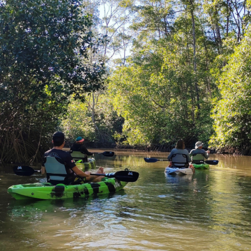 Tourists paddling single and double kayaks through the calm, scenic mangrove channels of Quepos with Sweet & Salty Adventure Co.